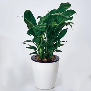 Lazy Flower Pots Automatic Water-absorbing Hydroponic Potted Plants Circular Resin Plastic Flower Pots Double-layer Design Self Watering Planter, Diameter: 13cm, Height: 13.7cm(White)